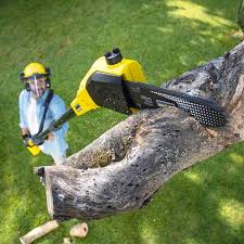 Best Hazardous Tree Removal  in Newport Beach, CA